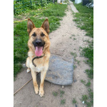 Бэтти ищет дом!