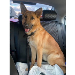 Бэтти ищет дом!