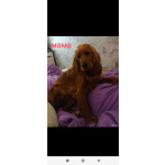 Чистокровные щенки Английского кокер-спаниеля