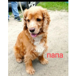 Чистокровные щенки Английского кокер-спаниеля