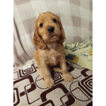 Чистокровные щенки Английского кокер-спаниеля