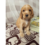 Чистокровные щенки Английского кокер-спаниеля