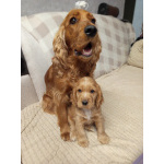 Чистокровные щенки Английского кокер-спаниеля