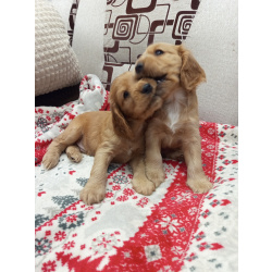 Чистокровные щенки Английского кокер-спаниеля