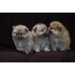 Милые щеночки