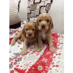 Щенки Английского кокер-спаниеля
