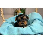 Щенки йорка