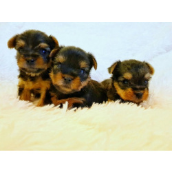 Щенки йорка