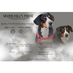 Энтлебухер зенненхунд