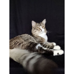 Котик Рафаэль ищет дом!