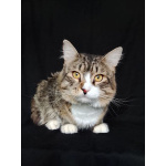 Котик Рафаэль ищет дом!