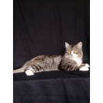 Котик Рафаэль ищет дом!