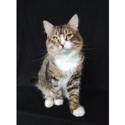 Котик Рафаэль ищет дом!