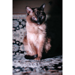 Ищет дом пожилая, очень нежная тайская кошка по имени Сюся