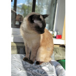 Ищет дом пожилая, очень нежная тайская кошка по имени Сюся