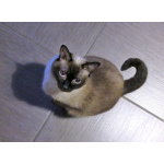 Ищет дом пожилая, очень нежная тайская кошка по имени Сюся