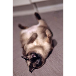 Ищет дом пожилая, очень нежная тайская кошка по имени Сюся