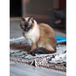 Ищет дом пожилая, очень нежная тайская кошка по имени Сюся