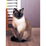 Ищет дом пожилая, очень нежная тайская кошка по имени Сюся