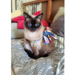 Ищет дом пожилая, очень нежная тайская кошка по имени Сюся