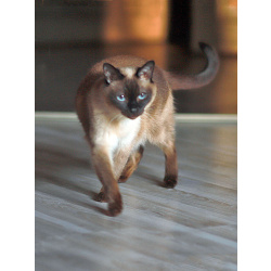 Ищет дом пожилая, очень нежная тайская кошка по имени Сюся