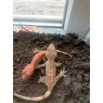 Пара бананоедов