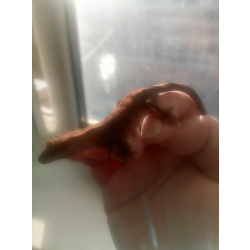 Пара бананоедов