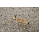 Пристраивается чудесный щенок-лисенок 6 месяцев.