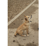 Пристраивается чудесный щенок-лисенок 6 месяцев.