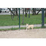 Пристраивается чудесный щенок-лисенок 6 месяцев.