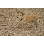 Пристраивается чудесный щенок-лисенок 6 месяцев.