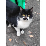 Феликс ищет дом