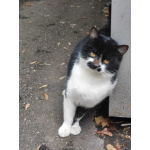 Феликс ищет дом