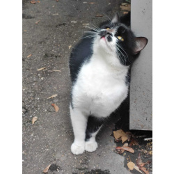 Феликс ищет дом