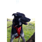 Молодой песик Бакс ищет дом!