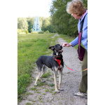 Молодой песик Бакс ищет дом!