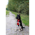 Молодой песик Бакс ищет дом!