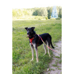 Молодой песик Бакс ищет дом!