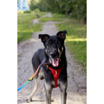 Молодой песик Бакс ищет дом!