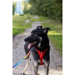 Молодой песик Бакс ищет дом!