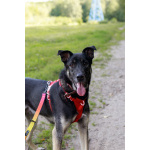 Молодой песик Бакс ищет дом!