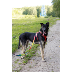 Молодой песик Бакс ищет дом!