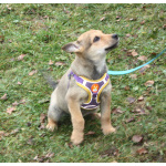 Чудесная малышка Ириска ищет любящую семью