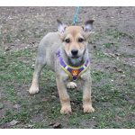 Чудесная малышка Ириска ищет любящую семью