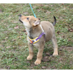 Чудесная малышка Ириска ищет любящую семью