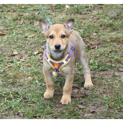 Чудесная малышка Ириска ищет любящую семью