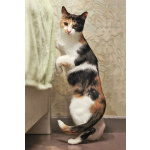 Очаровательная трёхцветка Лора в поиске дома