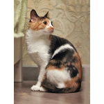 Очаровательная трёхцветка Лора в поиске дома