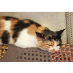 Очаровательная трёхцветка Лора в поиске дома