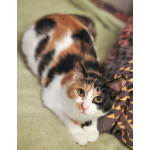 Очаровательная трёхцветка Лора в поиске дома